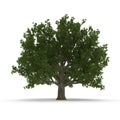 Old Green summer red oak tree isolated on white. 3D illustration Royalty Free Stock Photo