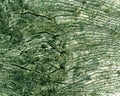 Old green toned tree cut texture. Royalty Free Stock Photo