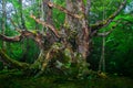 Old green tree in the forest. Royalty Free Stock Photo