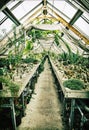 Old greenhouse with various cacti, gardening theme