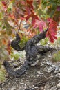 Old grenache grapevine in Priorat Region, Tarragona, Catalonia, Spain.jpg Royalty Free Stock Photo