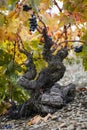 Old grenache grapevine in Priorat Region, Tarragona, Catalonia, Spain.jpg Royalty Free Stock Photo