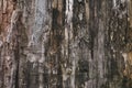 Old grey bark of a tree. Dark dirty brown tree bark. Wood gray texture, background. Grunge wooden surface. Natural abstract patter Royalty Free Stock Photo