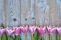 Old grey blue wooden background with pink white tulips border in a row and empty copy space with wooden spring summer butterflies Royalty Free Stock Photo