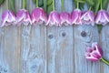 Old grey blue wooden background with pink white tulips border in a row and empty copy space with wooden spring summer butterflies Royalty Free Stock Photo