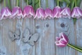 Old grey blue wooden background with pink white tulips border in a row and empty copy space with wooden spring summer butterflies Royalty Free Stock Photo