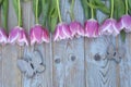 Old grey blue wooden background with pink white tulips border in a row and empty copy space with wooden spring summer butterflies Royalty Free Stock Photo