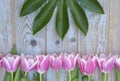 Old grey blue wooden background with pink white tulips border in a row and empty copy space with wooden spring summer butterflies Royalty Free Stock Photo