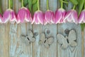 Old grey blue wooden background with pink white tulips border in a row and empty copy space with wooden spring summer butterflies Royalty Free Stock Photo