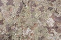 Old grey and brown rough stone wall with lichen, closeup texture background, selective focus, shallow DOF Royalty Free Stock Photo