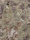 Old grey and brown rough stone wall with lichen, closeup texture background, selective focus, shallow DOF Royalty Free Stock Photo