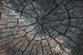 Old grey brown wood cut texture. Grunge dark background close up. Detailed texture of a cracked section of a tree. Royalty Free Stock Photo