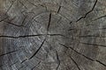 Old grey brown wood cut texture. Grunge dark background closeup. Detailed texture of a cracked section of a tree Royalty Free Stock Photo