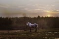 Old grey clydesdale horse Royalty Free Stock Photo