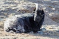 Old grey-haired Tibetan goat is sitting on a mountain slope Royalty Free Stock Photo