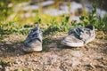 Old grey sneakers Royalty Free Stock Photo