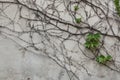 Old grey stucco wall covered with dry and green ivy