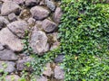 Old grey weathered stone wall covered with green ivy plants. natural background Royalty Free Stock Photo