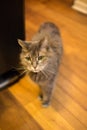 Old grey cat with white whiskers standing in kitchen Royalty Free Stock Photo