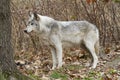 Old Grey Wolf Regal Profile