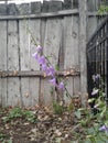 Old grey wood background with wildflowers 2 of 4 Royalty Free Stock Photo