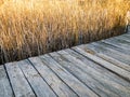 Old grey wooden boardwalk among the yellow reeds on the lake Royalty Free Stock Photo