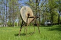 Old grindstone on the grass Royalty Free Stock Photo