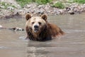 Old Grizzly Bear in a Pond Royalty Free Stock Photo