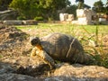 Old ground turtle in the sunset, against the backdrop of ancient ruins in Athens Greece Royalty Free Stock Photo