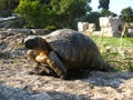 Old ground turtle in the sunset, against the backdrop of ancient ruins in Athens Greece Royalty Free Stock Photo