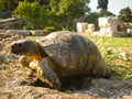 Old ground turtle in the sunset, against the backdrop of ancient ruins in Athens Greece Royalty Free Stock Photo