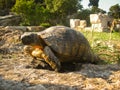 Old ground turtle in the sunset, against the backdrop of ancient ruins in Athens Greece Royalty Free Stock Photo
