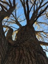 Old Growth Black walnut Tree Royalty Free Stock Photo