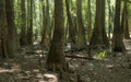 old growth bottomland hardwood forest in Congaree National park in South Carolina
