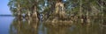 Old-growth cypresses at Lake Fausse Pointe State Royalty Free Stock Photo