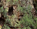 Old growth douglas fir bark with lichen