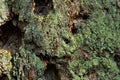 Old growth douglas fir bark with lichen