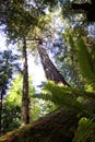 Old growth Douglas Firs, West Vancouver, BC Royalty Free Stock Photo