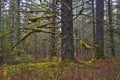 Old-growth forest in fall with large spruce tree and moss. Royalty Free Stock Photo