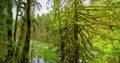 Old growth forest with moss covered trees in Vancouver Island Royalty Free Stock Photo