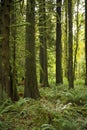 Old growth Forest mossy tree stands - lush forest