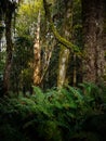 Old Growth Forest Near Seattle