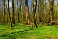 Old-growth Krakov wetland forest in spring