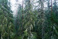 Old growth pine forest in Estonia