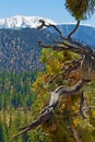 An Old growth pine branch reaching out