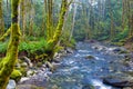 Old growth rain forest in Holland Creek trail in Ladysmith, Vancouver Island, British Columbia, Canada Royalty Free Stock Photo