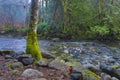 Old growth rain forest in Holland Creek trail in Ladysmith, Vancouver Island, British Columbia, Canada Royalty Free Stock Photo