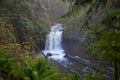 Old growth rain forest in Stocking Creek Waterfall park in Vancouver Island, British Columbia, Canada Royalty Free Stock Photo