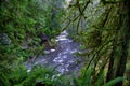 Old growth rain forest in Stocking Creek Waterfall park in Vancouver Island, British Columbia, Canada Royalty Free Stock Photo