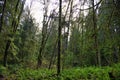 Old growth rain forest in Stocking Creek Waterfall park in Vancouver Island, British Columbia, Canada Royalty Free Stock Photo